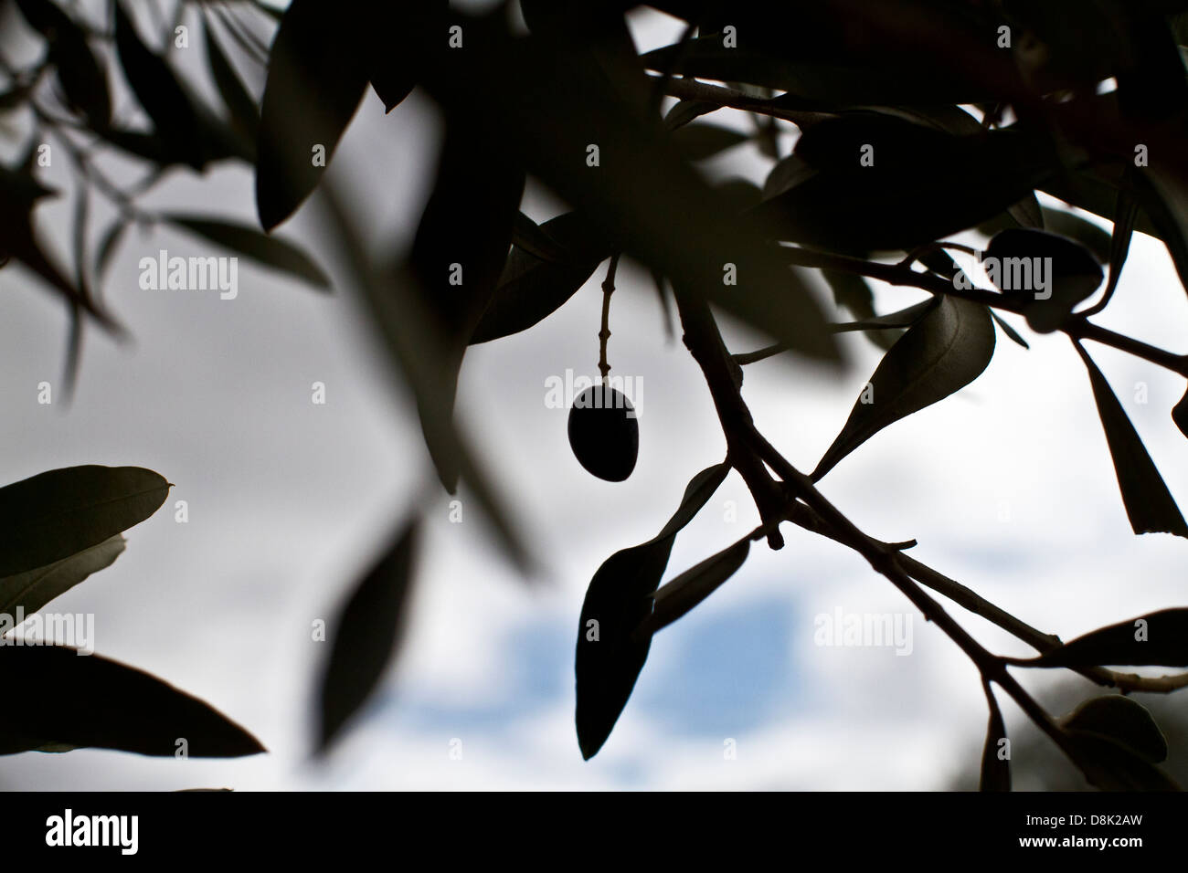 Olive regions hires stock photography and images Alamy