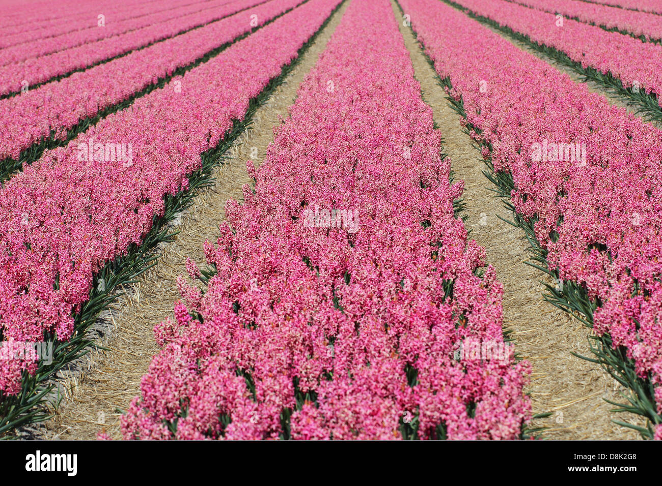 Pink hyacinth field in Holland Stock Photo - Alamy