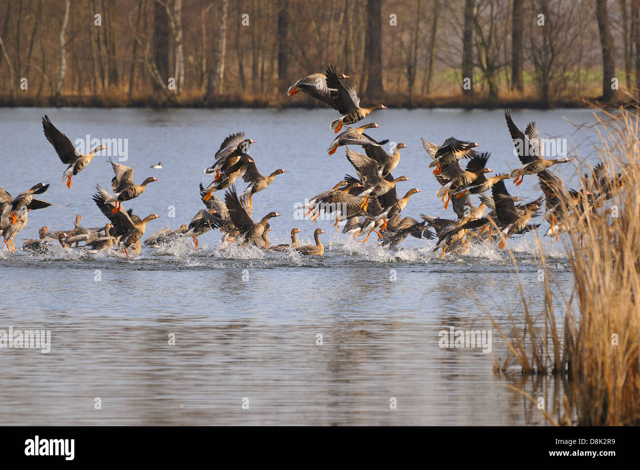 Greater White-fronted Goose Stock Photo