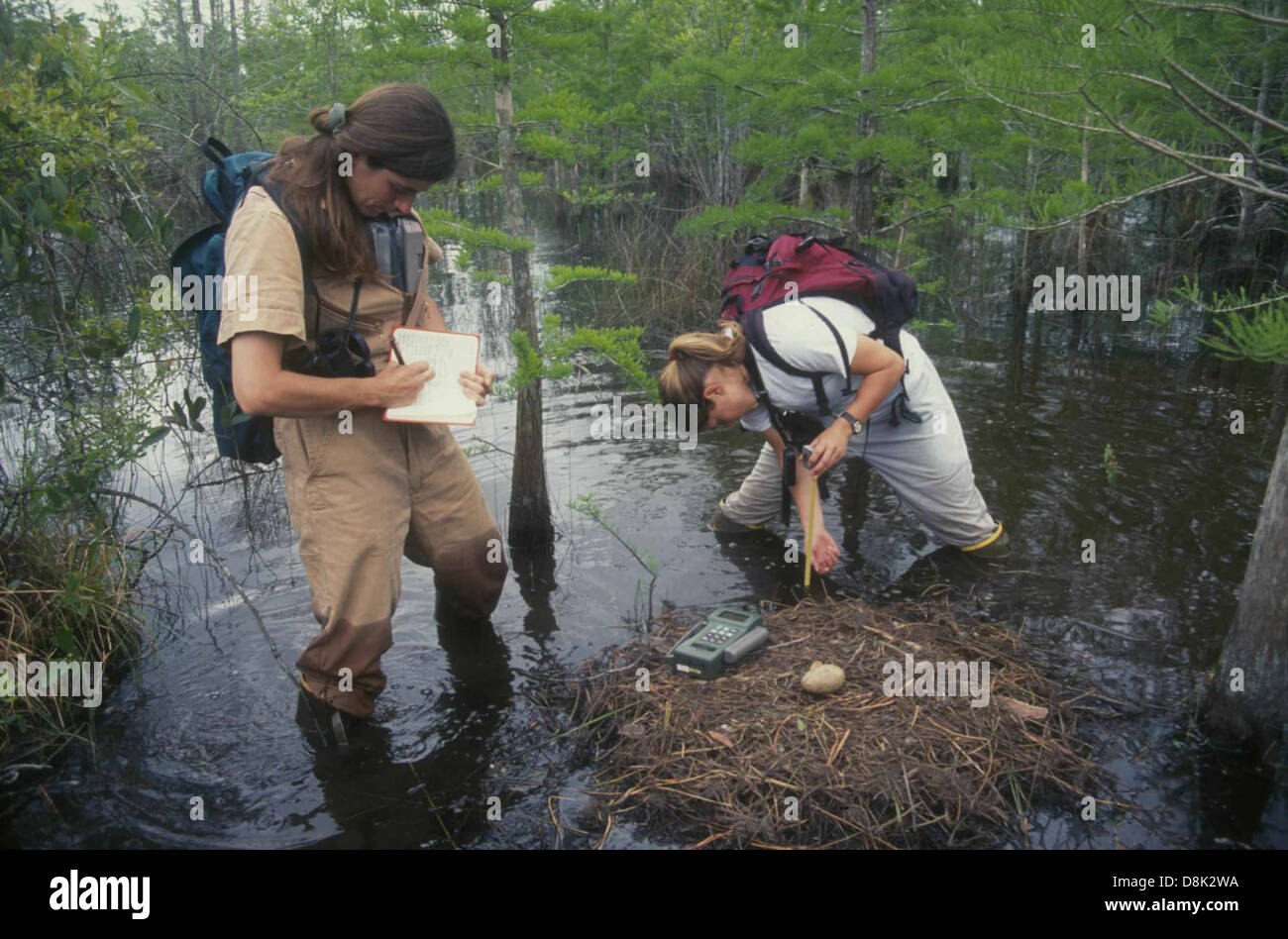 Service employees survey bird nest Stock Photo Alamy