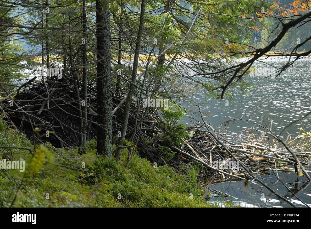 Beaver lodge Stock Photo