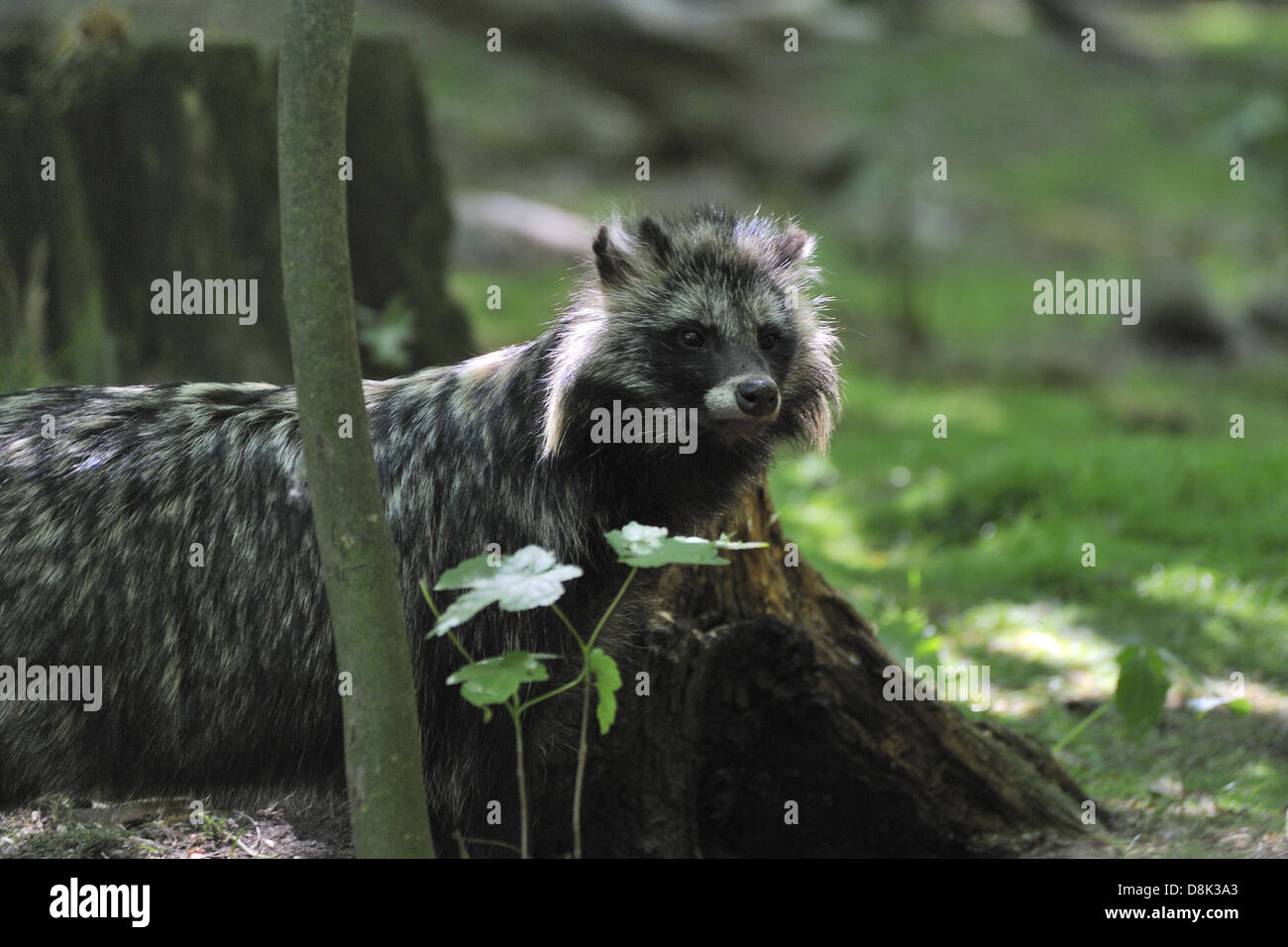 Raccoon dog Stock Photo