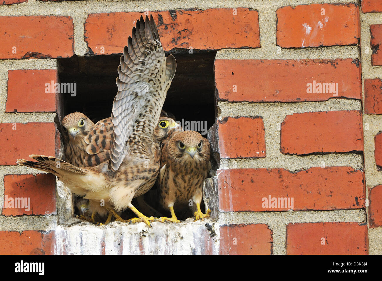 Common Kestrel Stock Photo Alamy