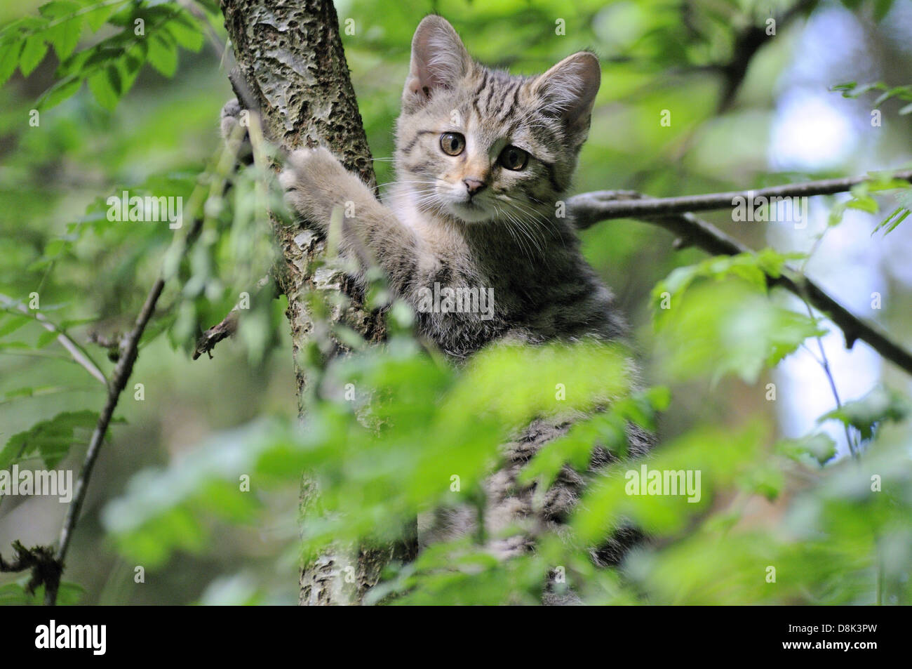 European wildcat Stock Photo