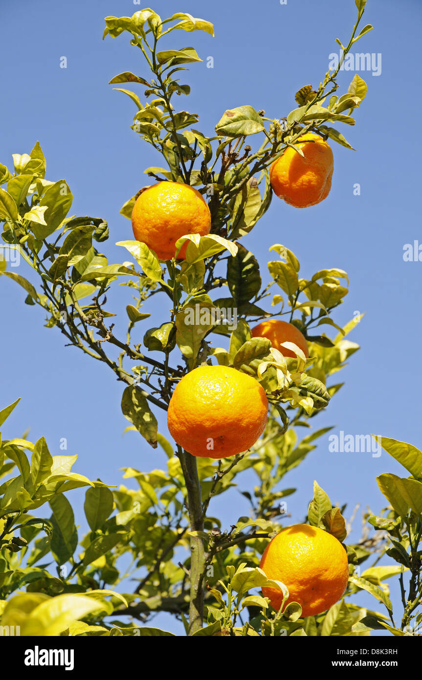 Oranges Stock Photo