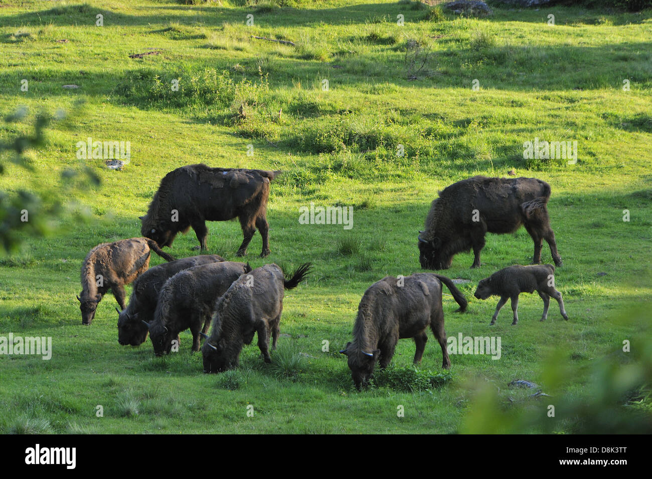 European bison young calf suckling hires stock photography and images
