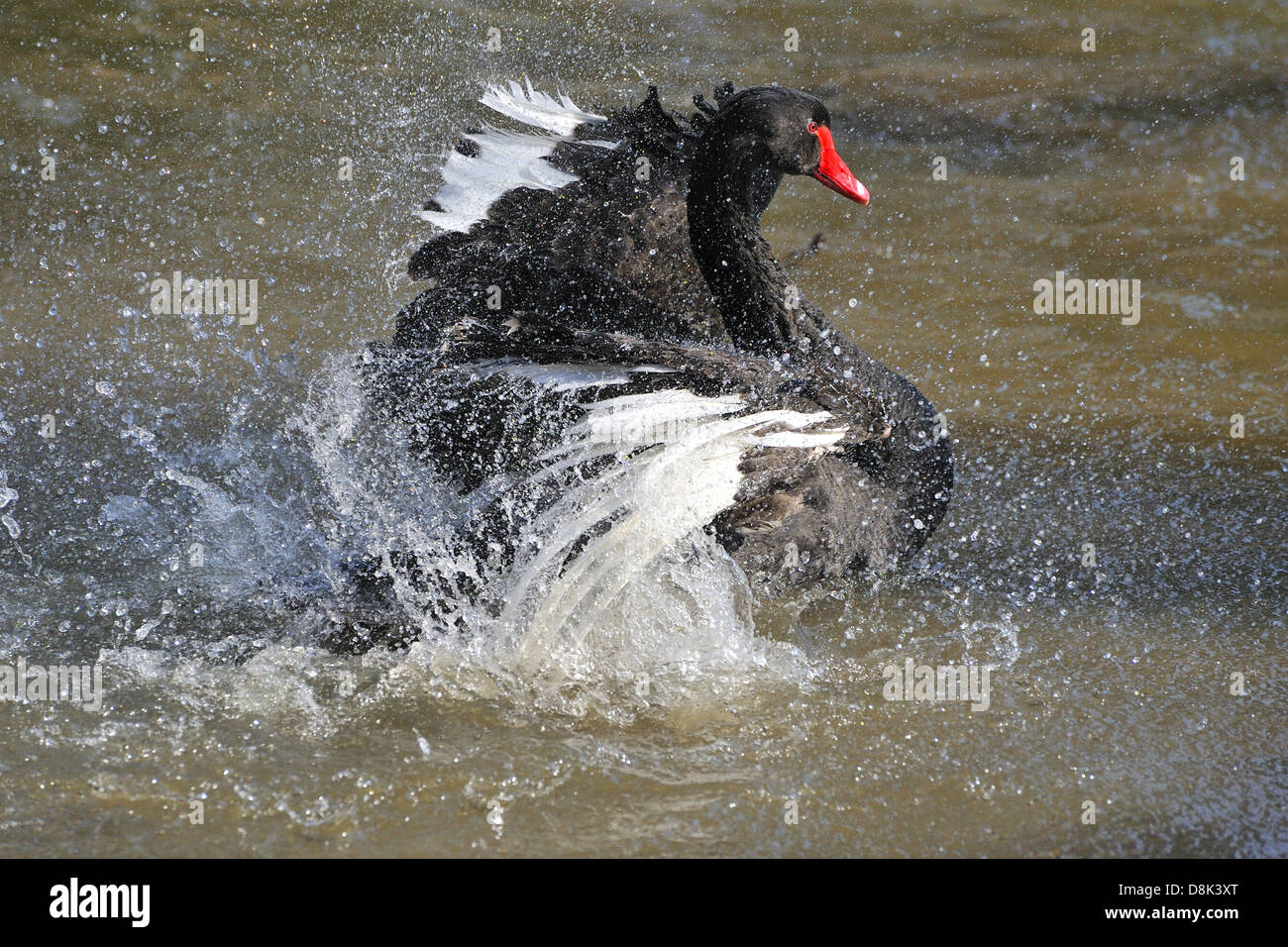Black swan Stock Photo