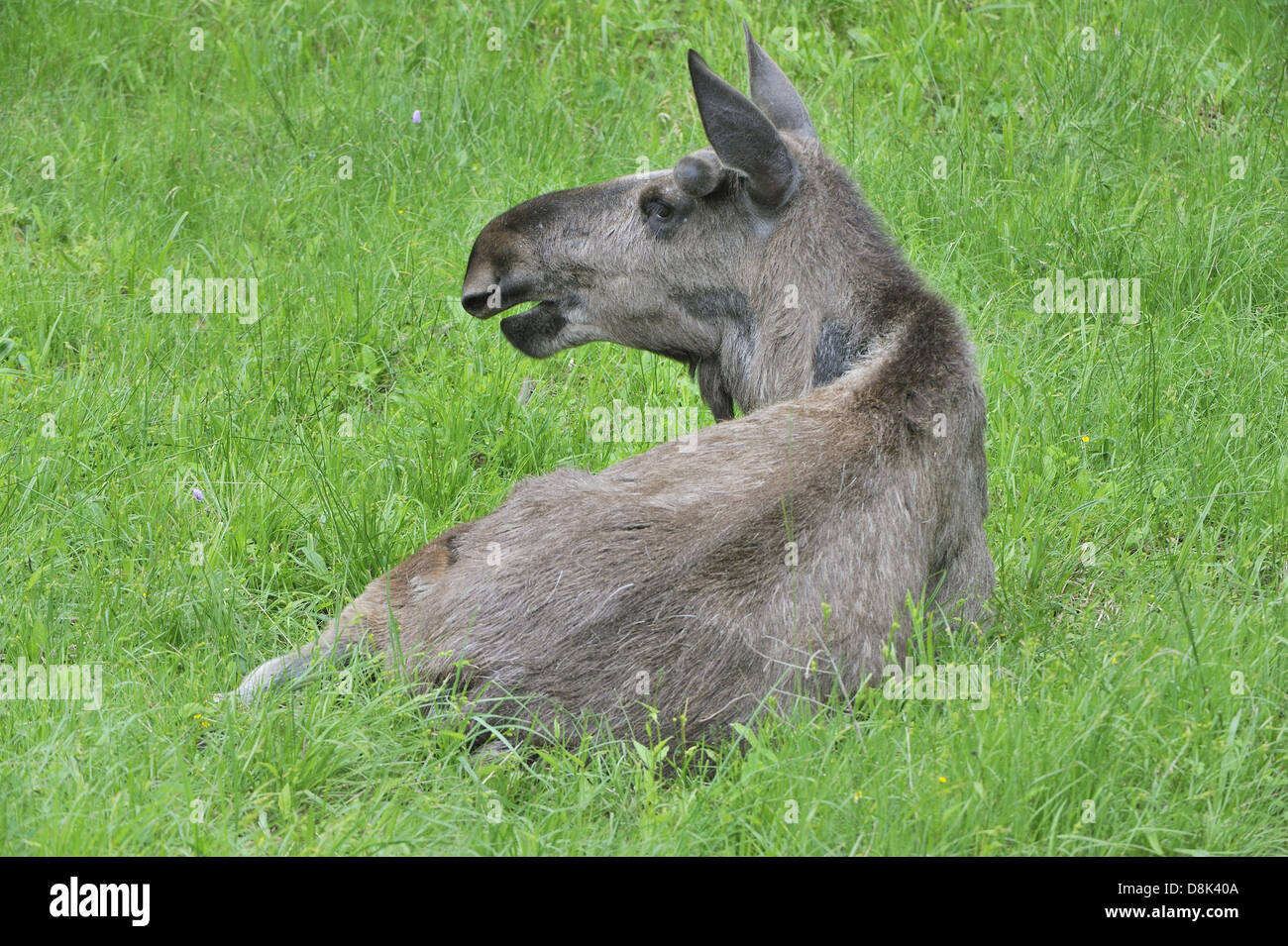 Moose suckling moose calf hires stock photography and images Alamy