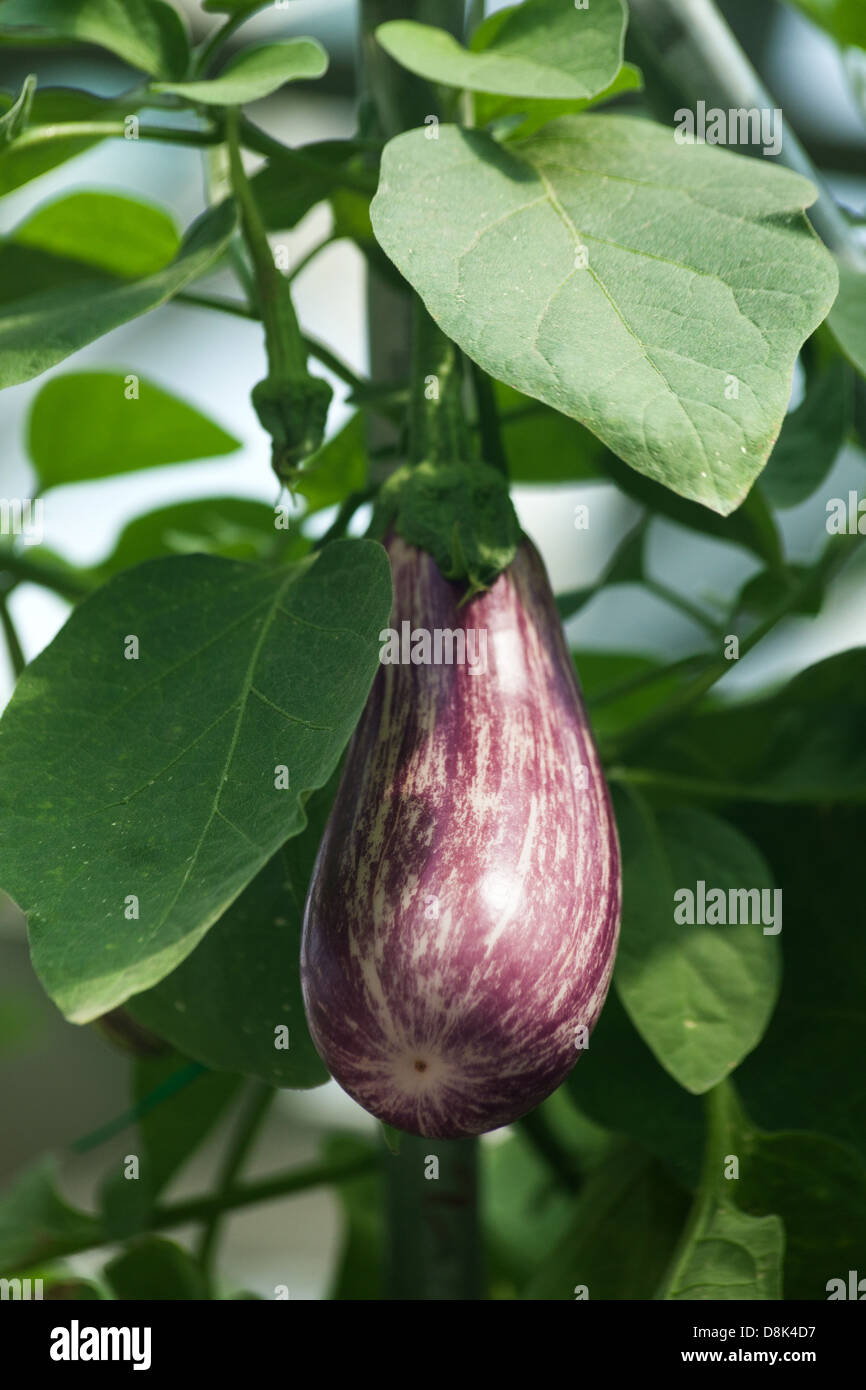 Eggplant with leaf close up Stock Photo