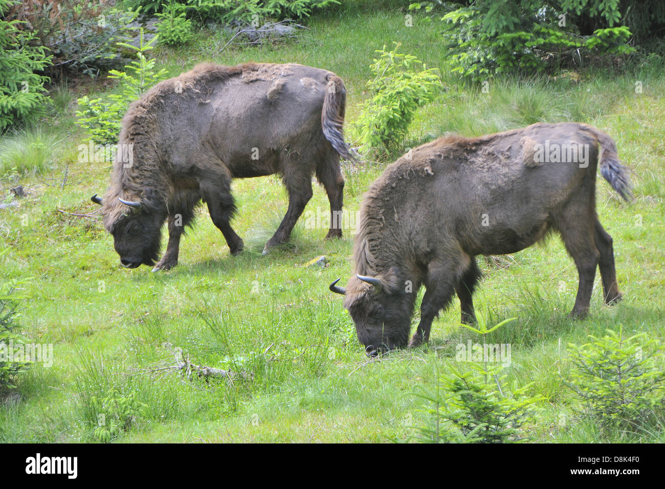 European bison young calf suckling hires stock photography and images