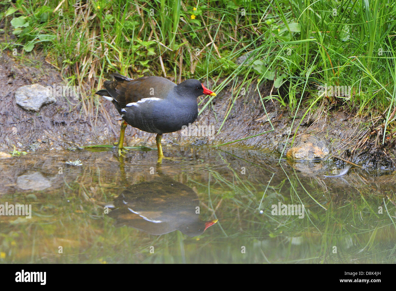 Teich huehner hires stock photography and images Alamy