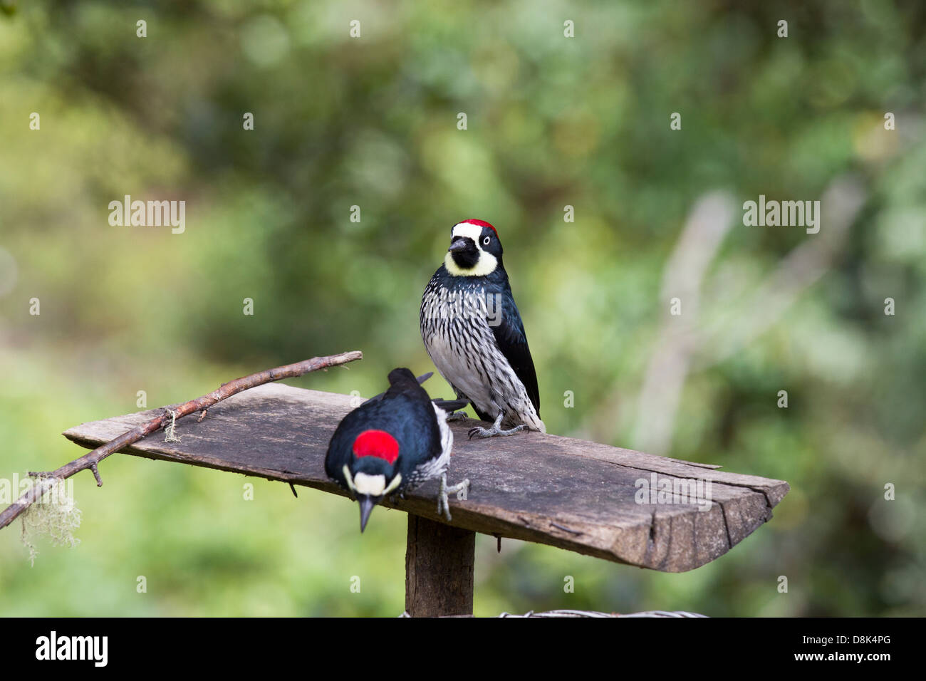 Acorn Woodpecker, Melanerpes formicivorus, San Gerardo de Dota, Parque Nacional Los Quetzales, Costa Rica Stock Photo