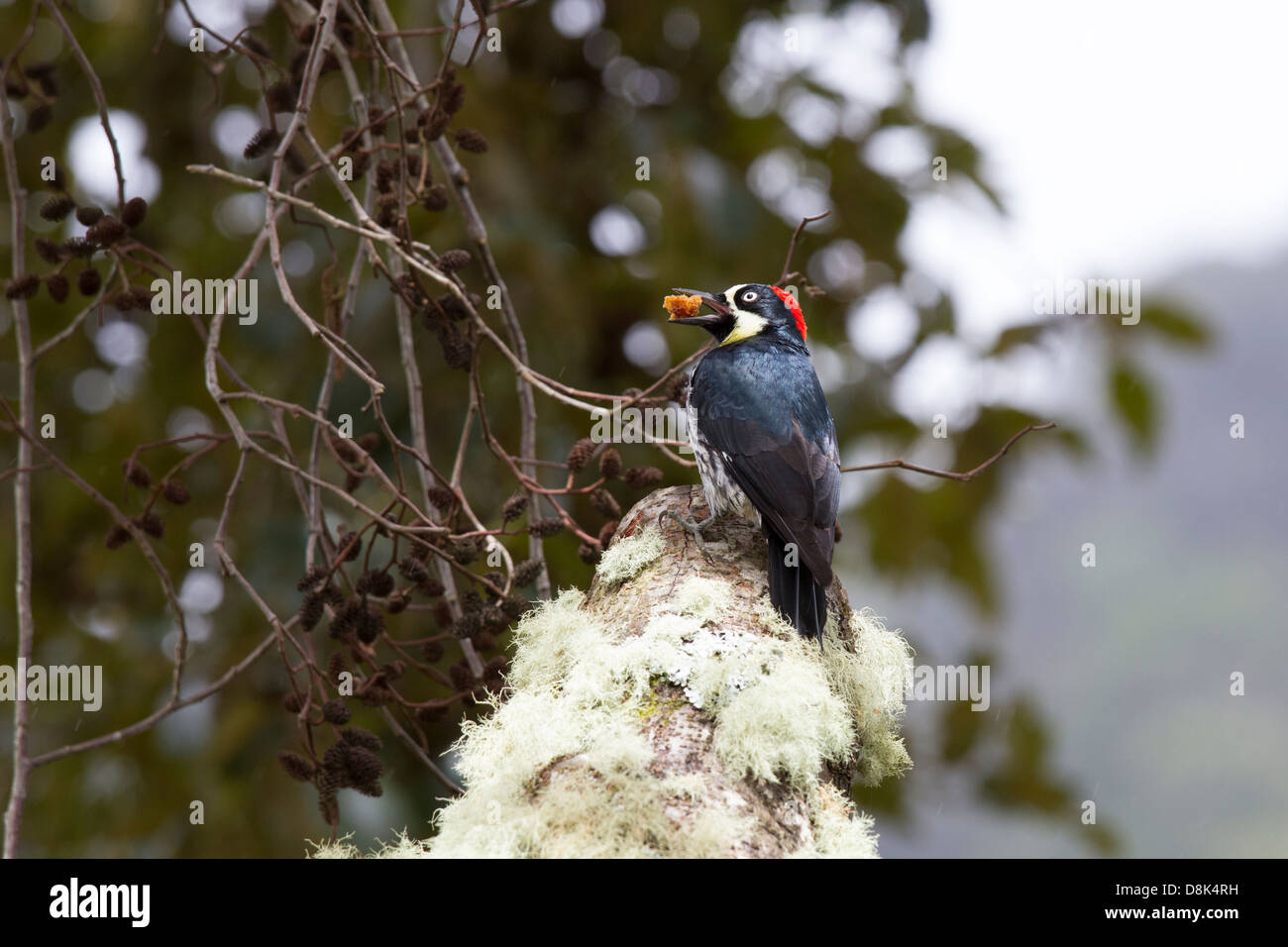 Acorn Woodpecker, Melanerpes formicivorus, San Gerardo de Dota, Parque Nacional Los Quetzales, Costa Rica Stock Photo