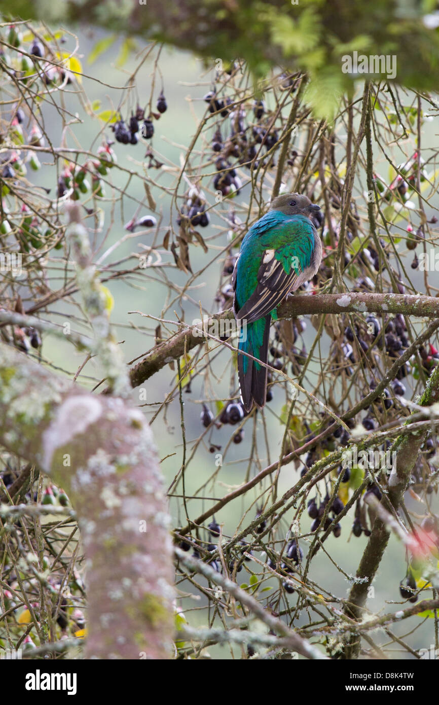 Resplendent Quetzal, Pharomachrus mocinno, San Gerardo de Dota, Parque Nacional Los Quetzales, Costa Rica Stock Photo