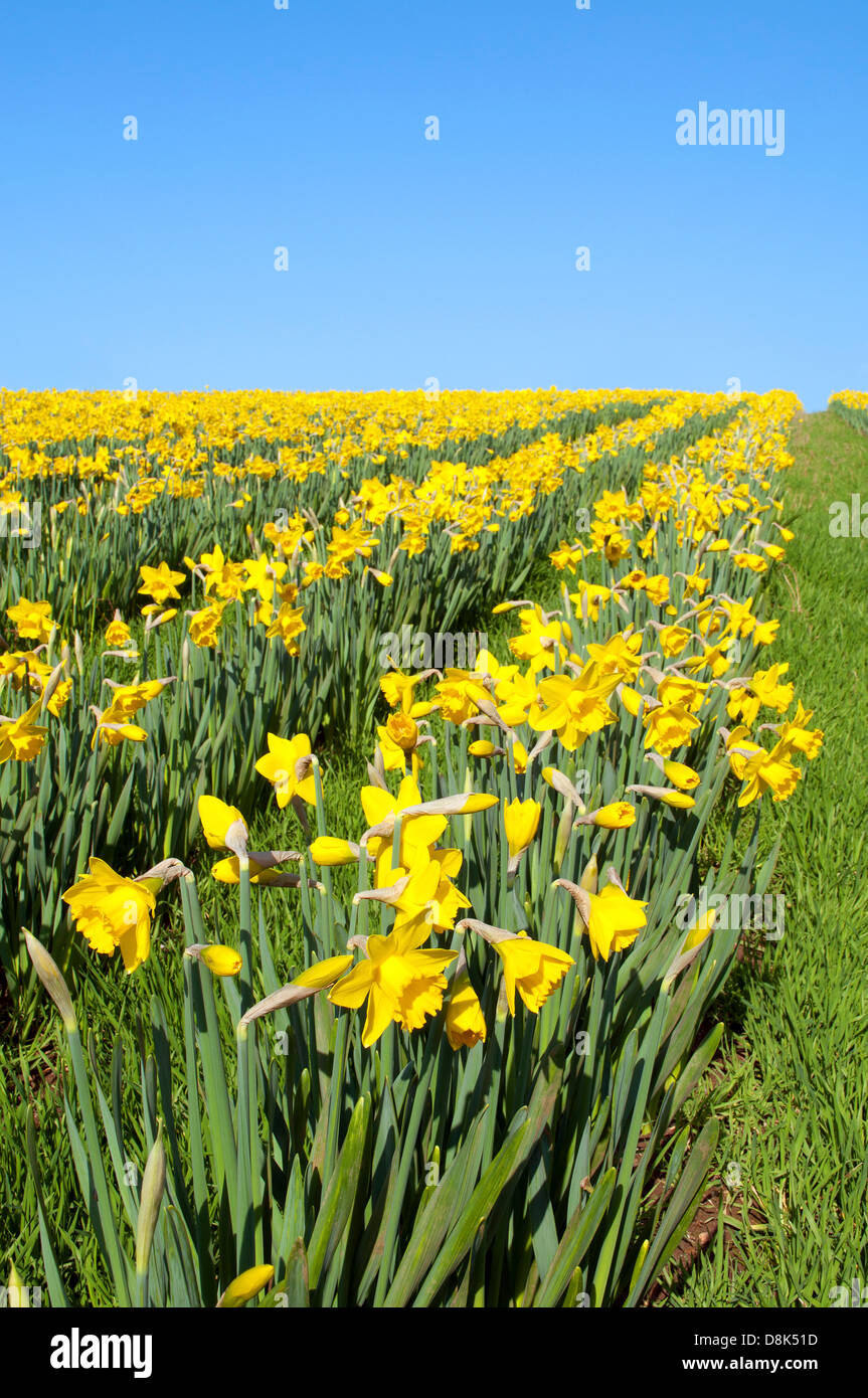 Cornish daffodils hires stock photography and images Alamy