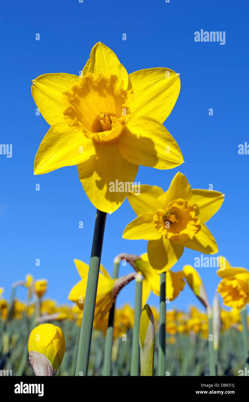 Daffodil fields in Cornwall, UK Stock Photo
