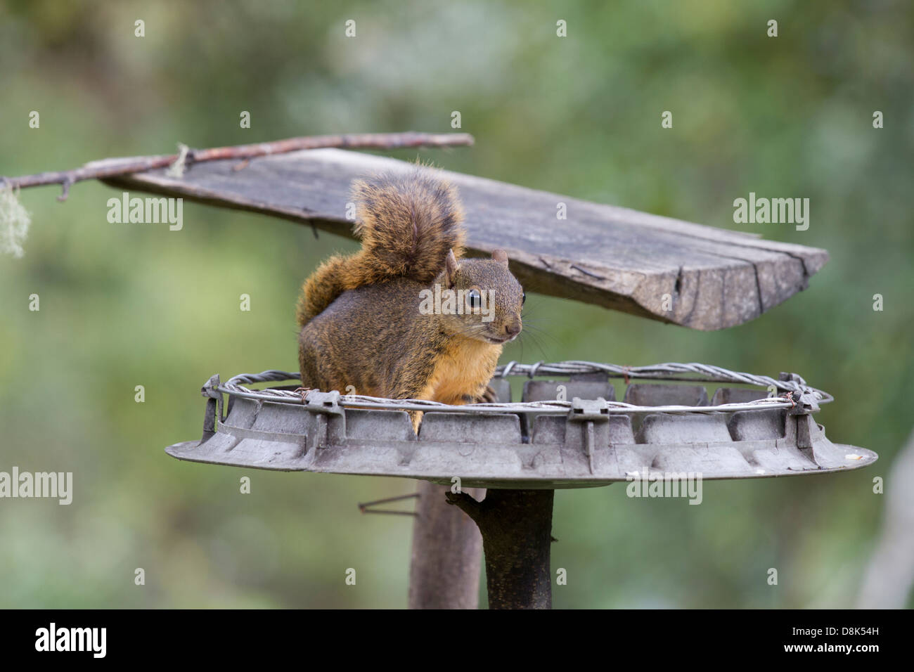 Squirrel, San Gerardo de Dota, Parque Nacional Los Quetzales, Costa Rica Stock Photo