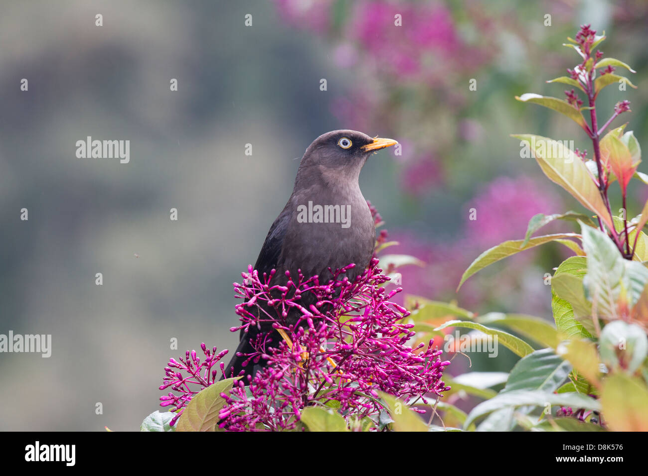 Sooty Thrush, Turdus nigrescens, San Gerardo de Dota, Parque Nacional Los Quetzales, Costa Rica Stock Photo