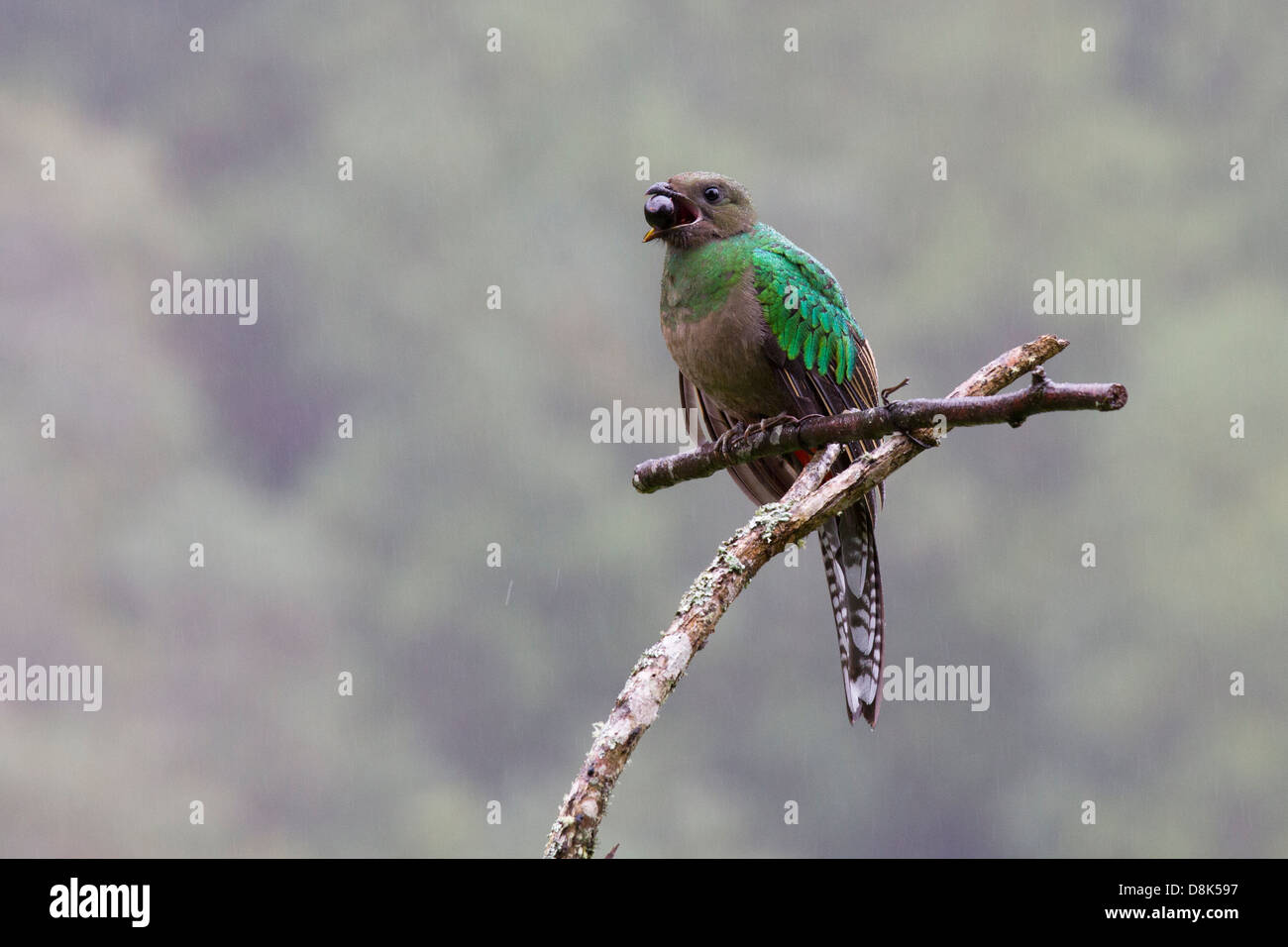 Resplendent Quetzal, Pharomachrus mocinno, San Gerardo de Dota, Parque Nacional Los Quetzales, Costa Rica Stock Photo