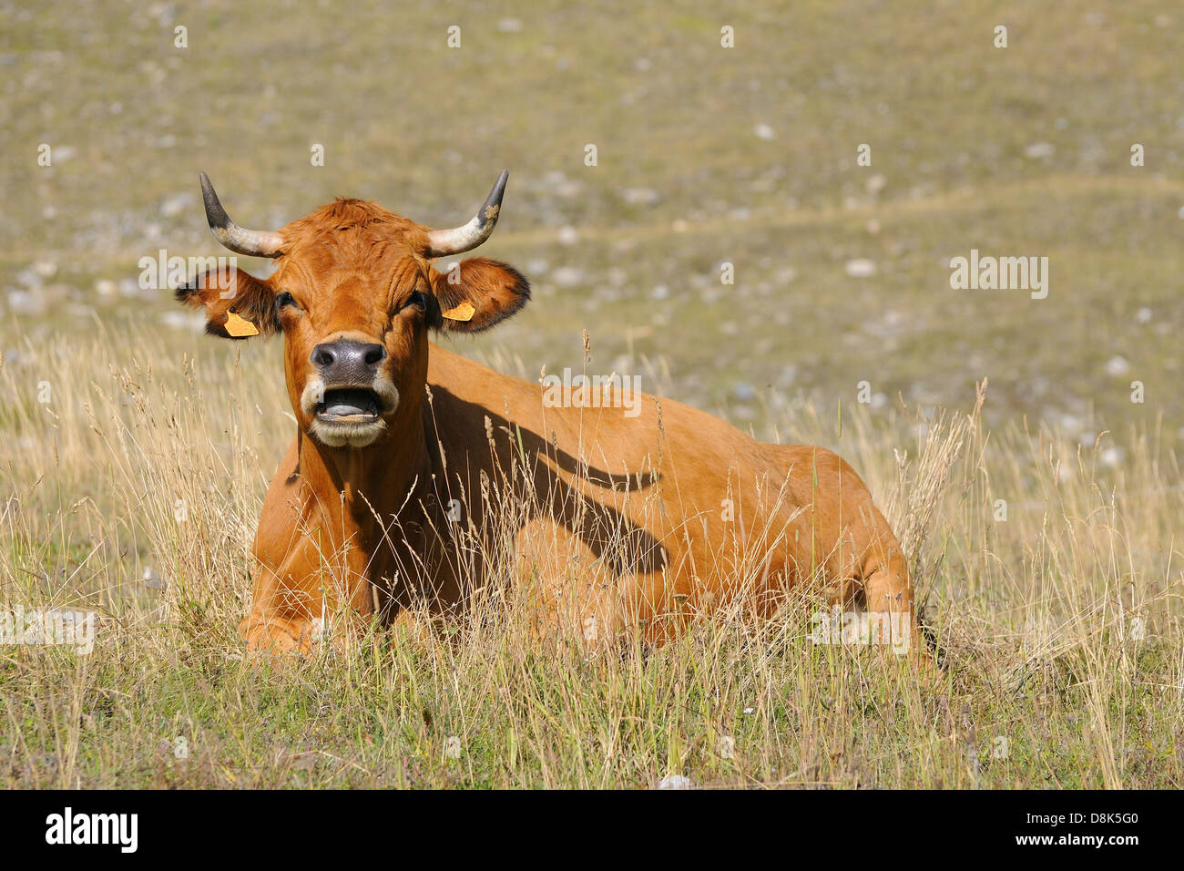 Limousin (cattle) Stock Photo