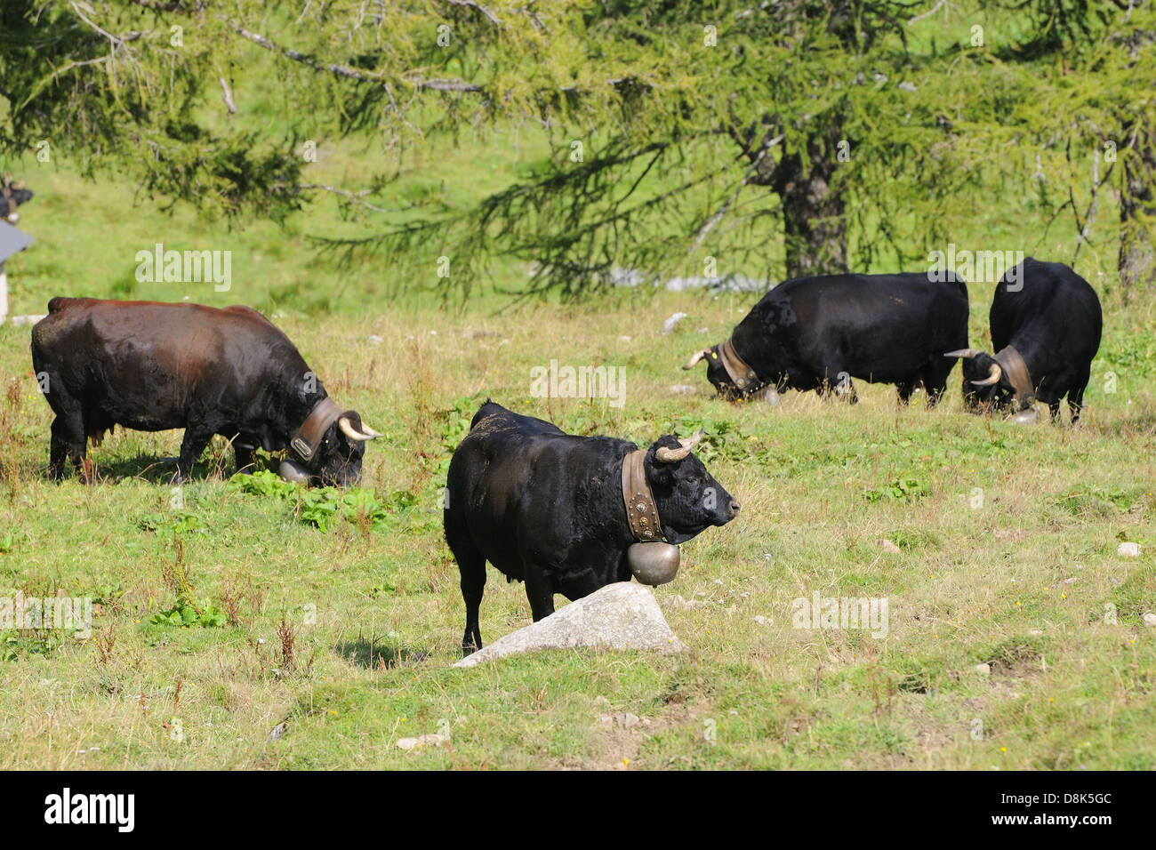 Herens (cattle) Stock Photo