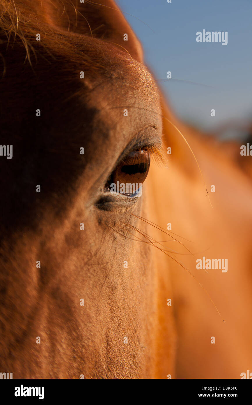 Chestnut horse red mane hi-res stock photography and images - Alamy