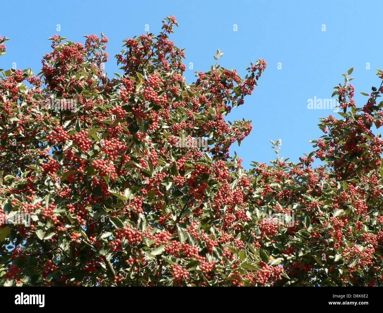 Shrubs bearing clusters of red berries, commonly seen in gardens or ...