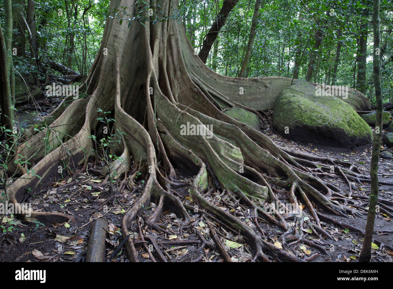 Buttress Roots, Fig Tree, Rincon de la Vieja National Park, Costa Rica Stock Photo