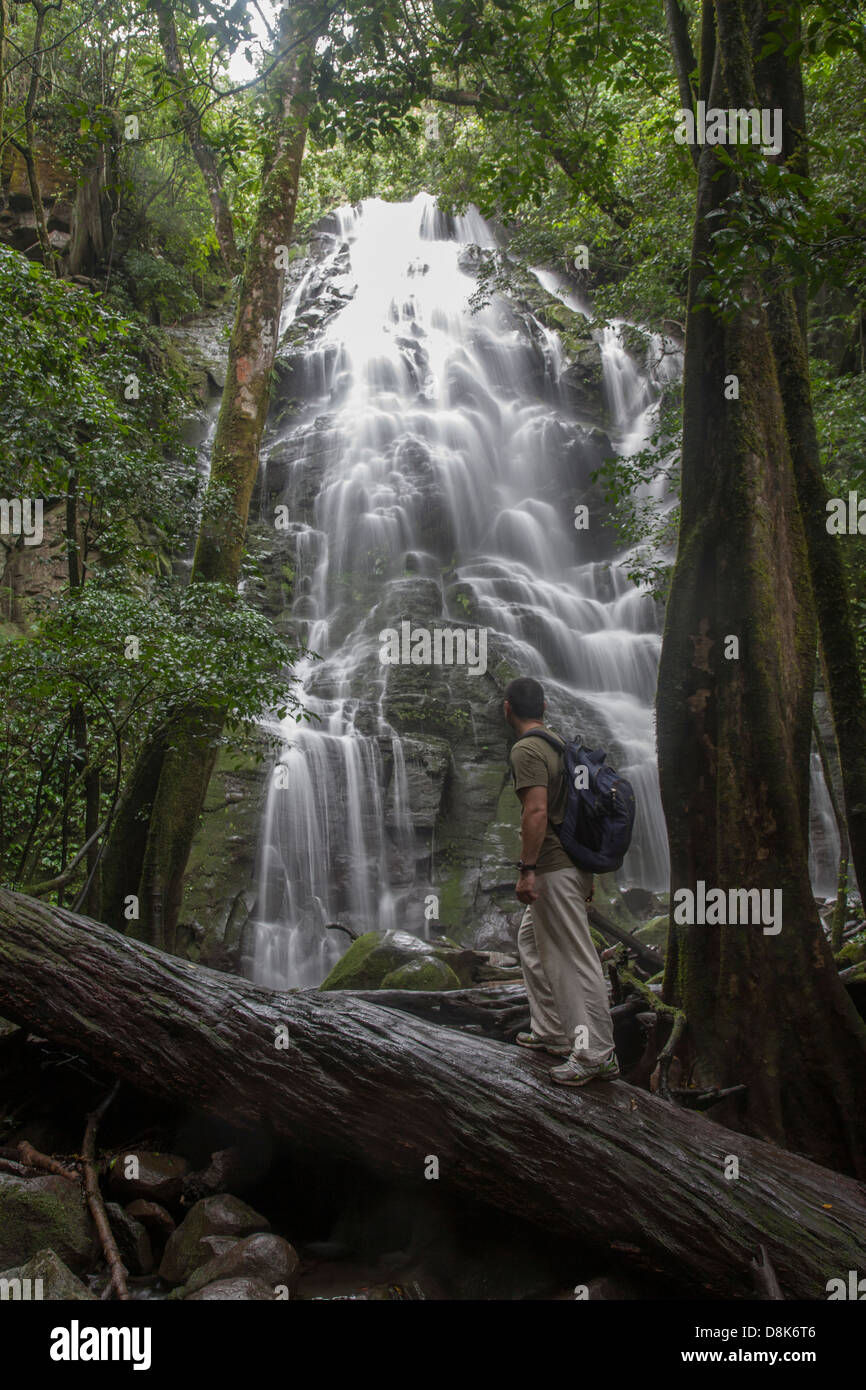 Waterfall, Buttress Roots, Fig Tree, Rincon de la Vieja National Park, Costa Rica Stock Photo
