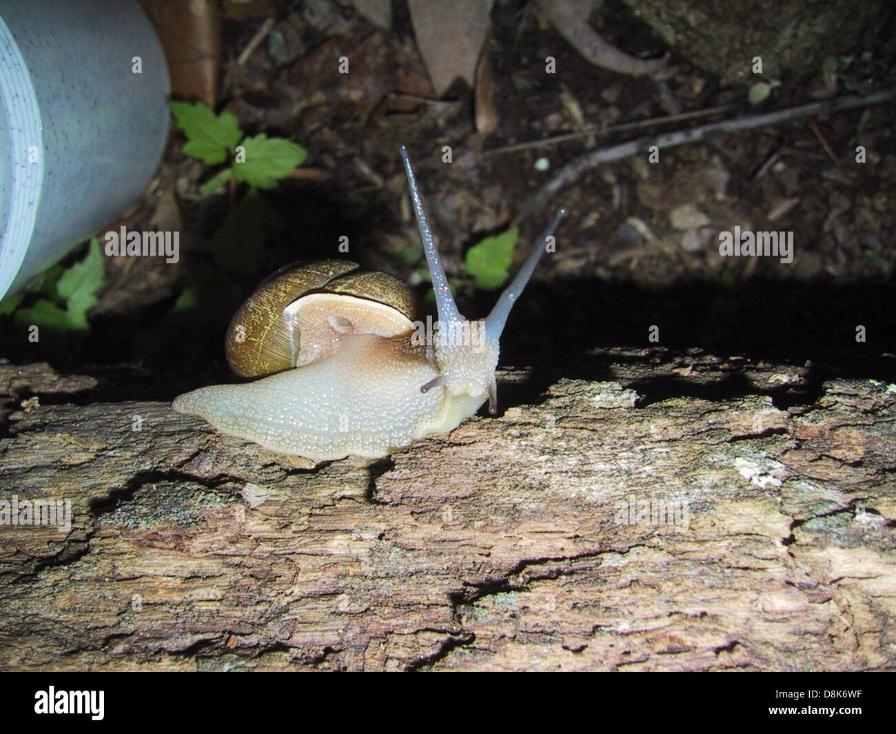 Snails body structure hi-res stock photography and images - Alamy