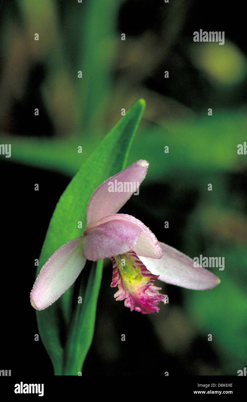 Snake mouth orchid flower pogonia ophioglossoides. Stock Photo