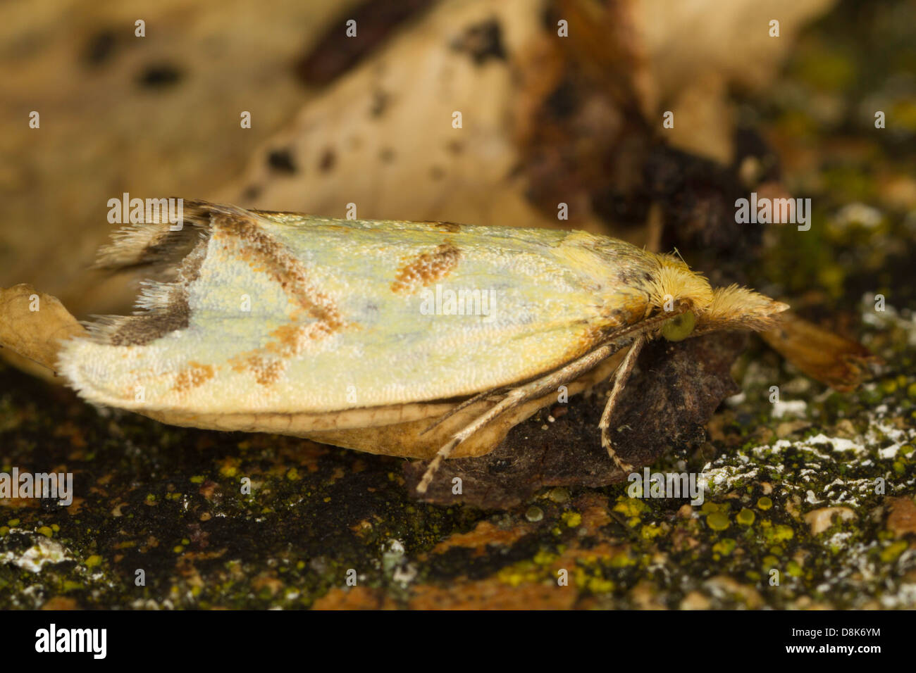 Agapeta hamana - a tortrix moth Stock Photo