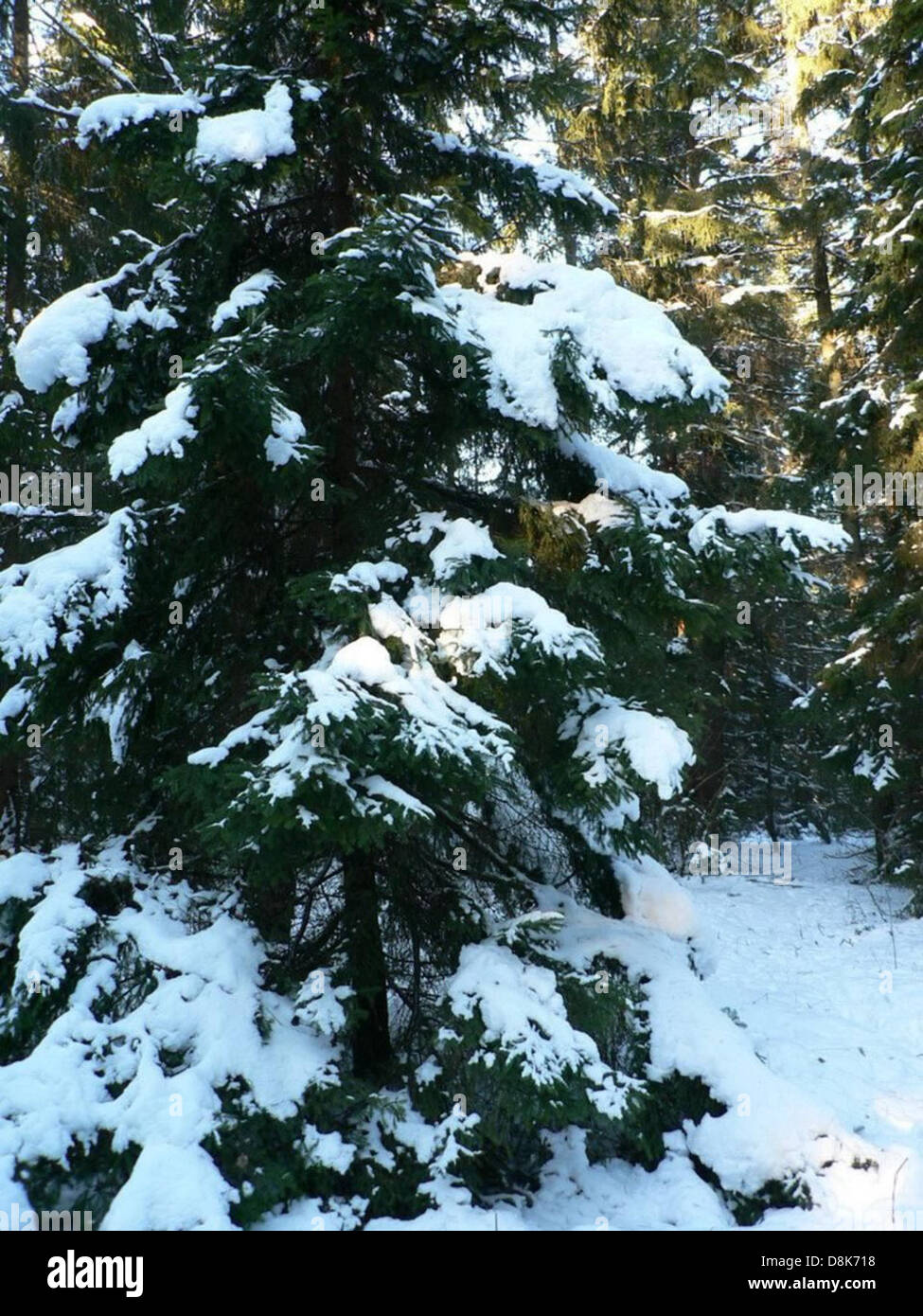 Tall evergreen tree standing hi-res stock photography and images - Alamy