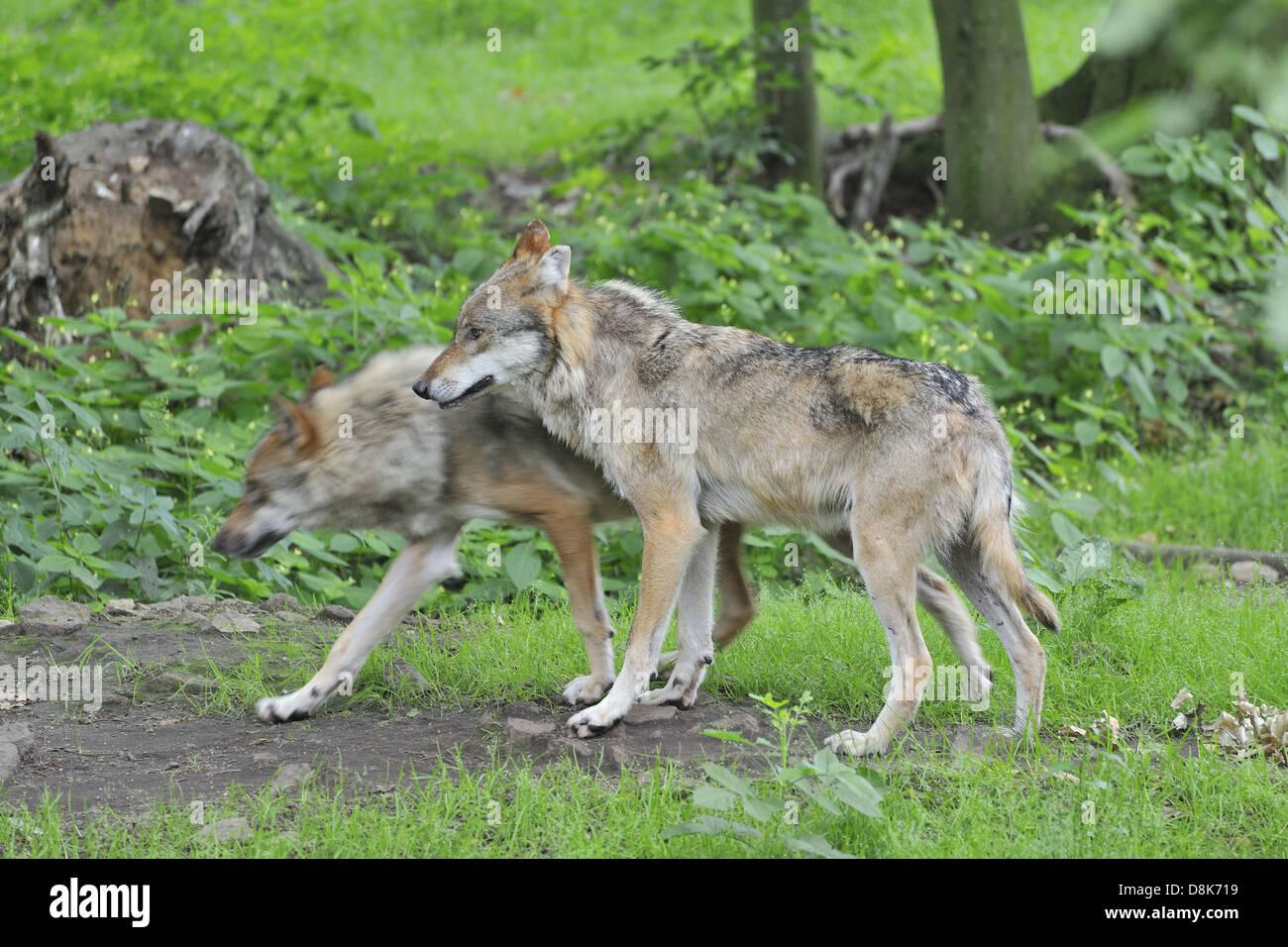 European Grey Wolf Stock Photo