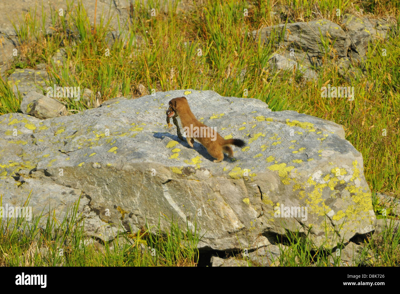 Stoat Stock Photo