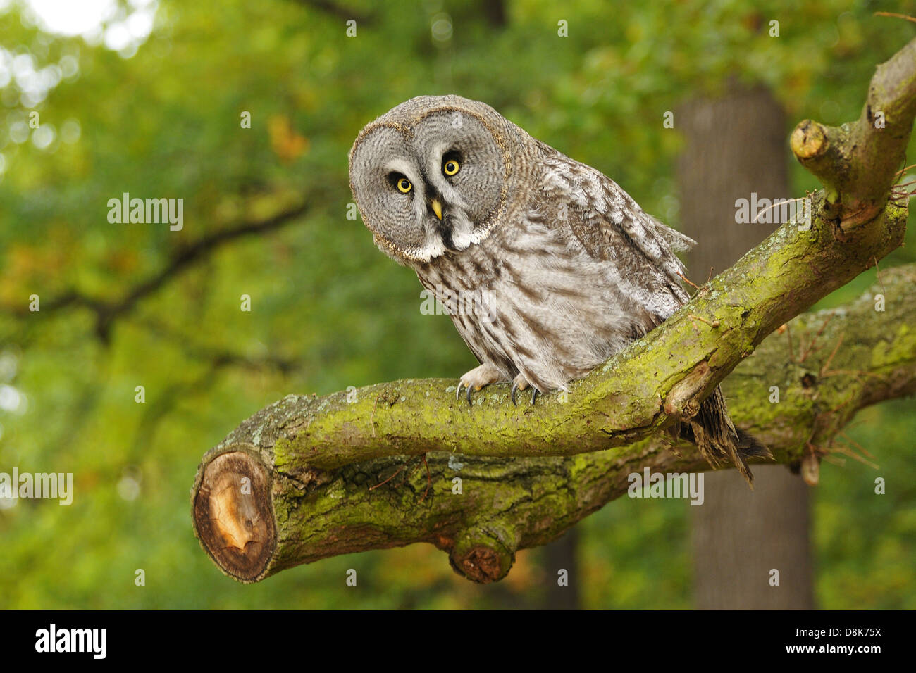 Great Grey Owl Stock Photo