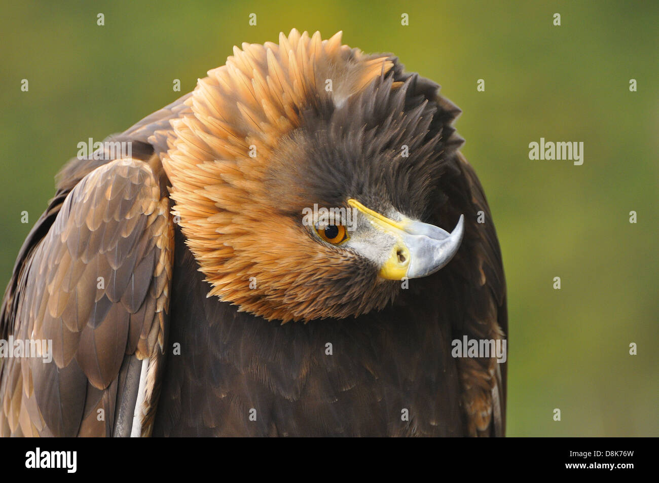 Steppe Eagle Stock Photo