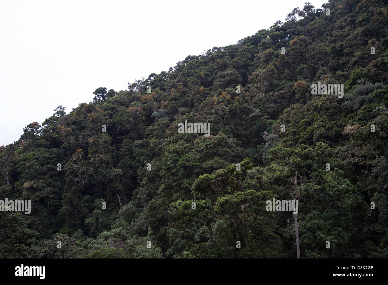 Cloud Forest, San Gerardo de Dota, Parque Nacional Los Quetzales, Costa Rica Stock Photo