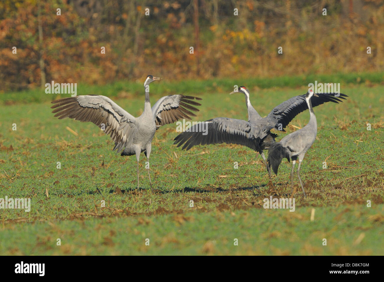 Common Crane Stock Photo