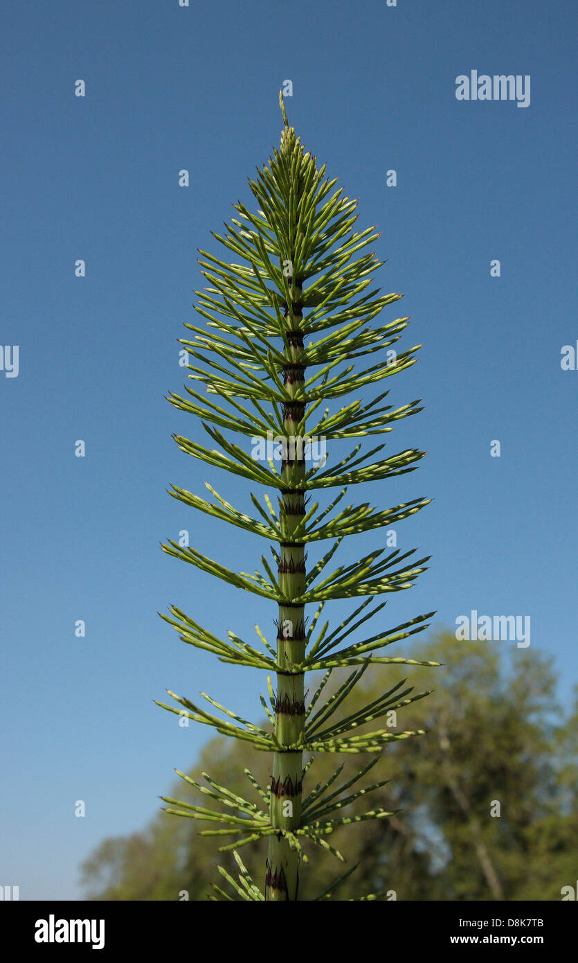 Common Horsetail Stock Photo Alamy