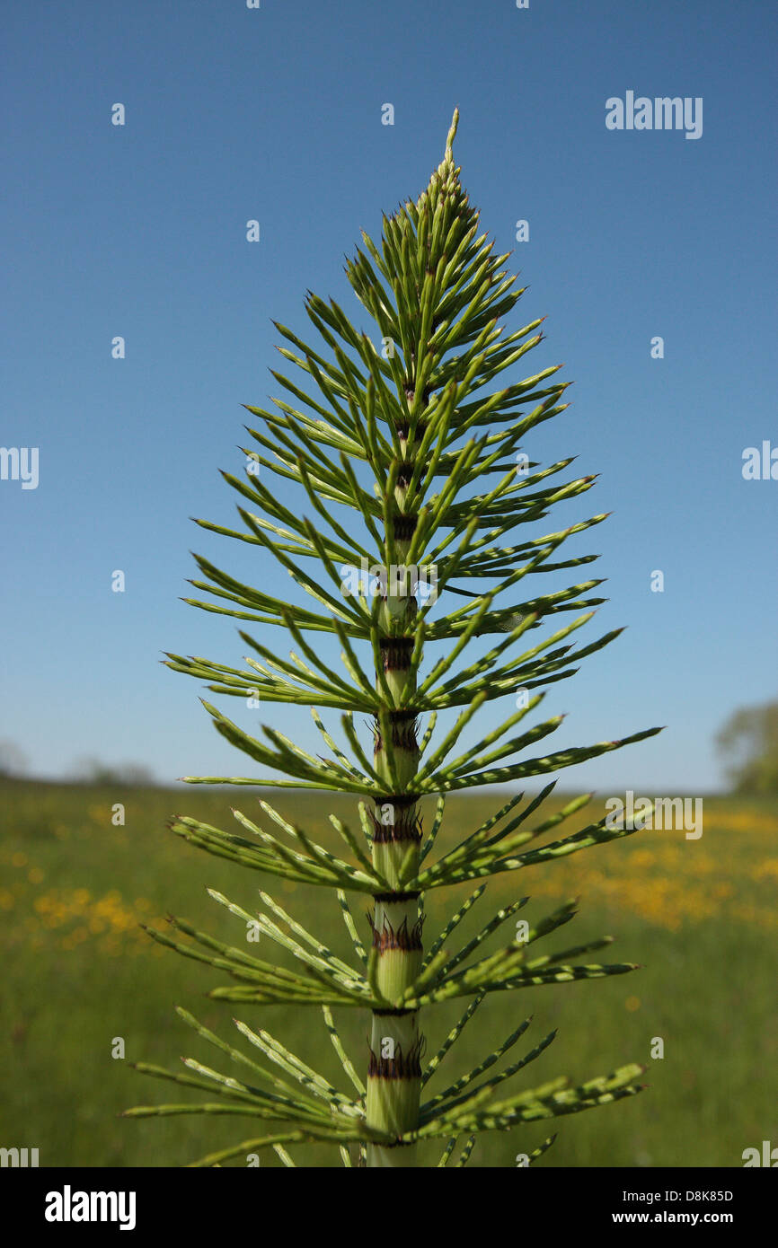 Common Horsetail Stock Photo Alamy
