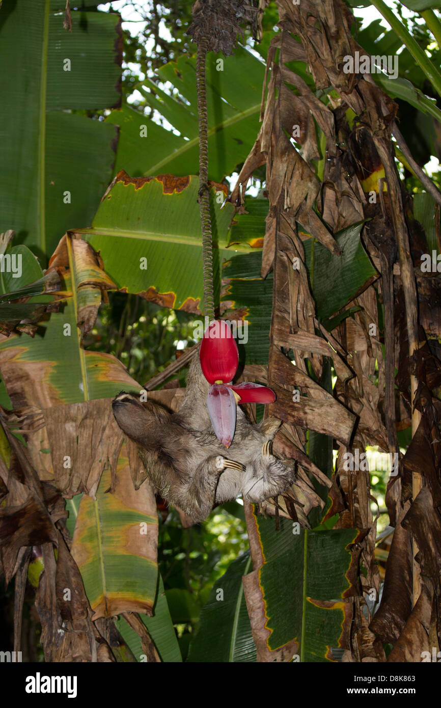 Feeding brown-throated three-toed sloth (Bradypus variegatus), Cahuita National Park, Costa Rica Stock Photo