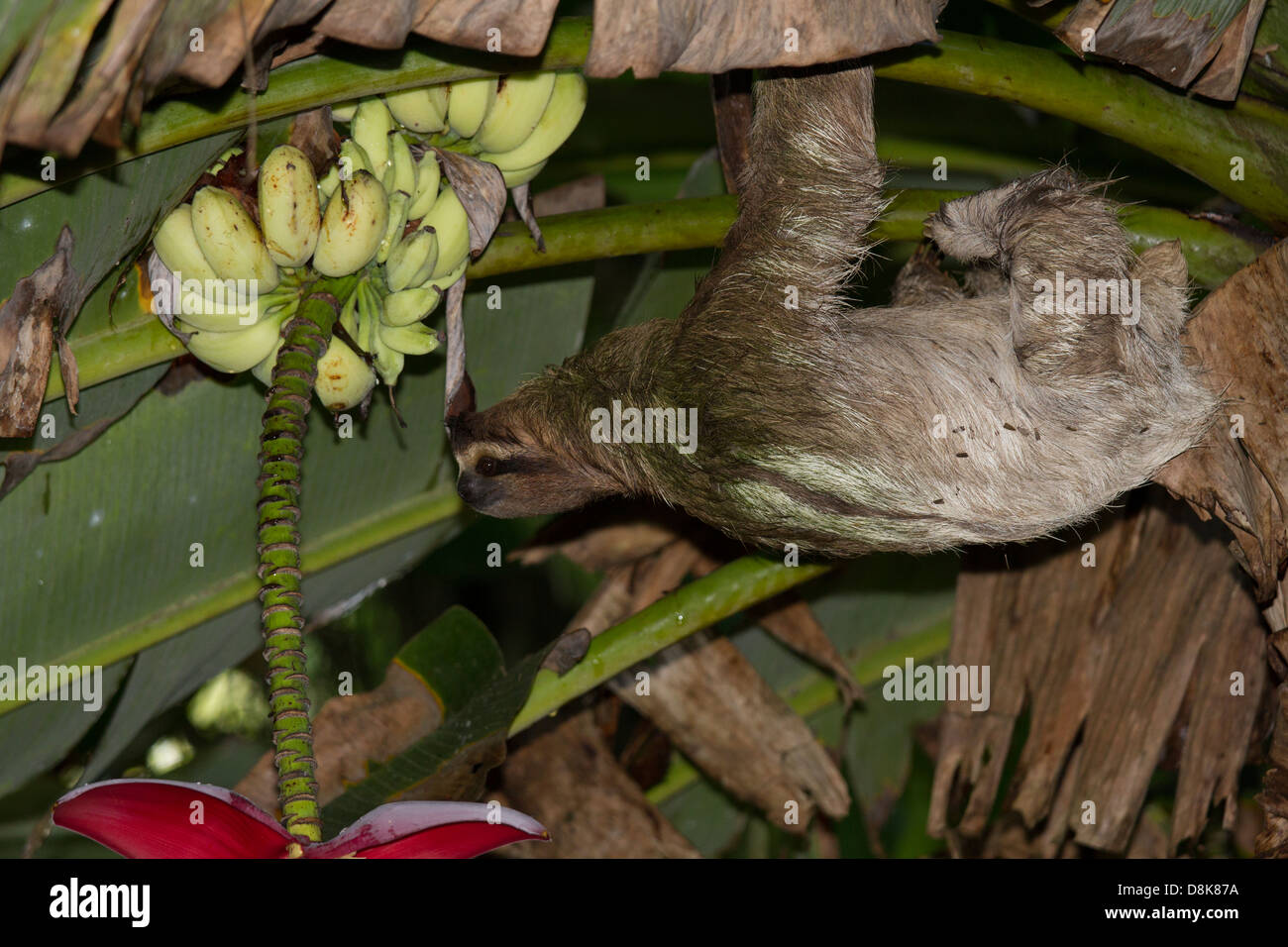 Feeding brown-throated three-toed sloth (Bradypus variegatus), Cahuita National Park, Costa Rica Stock Photo