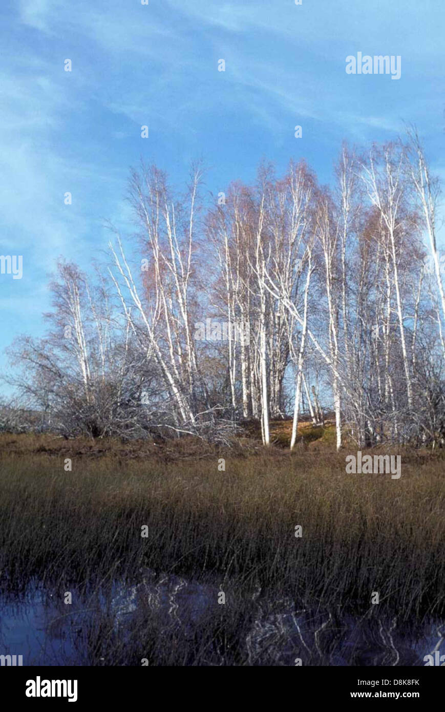 Tall birch trees Stock Photo Alamy