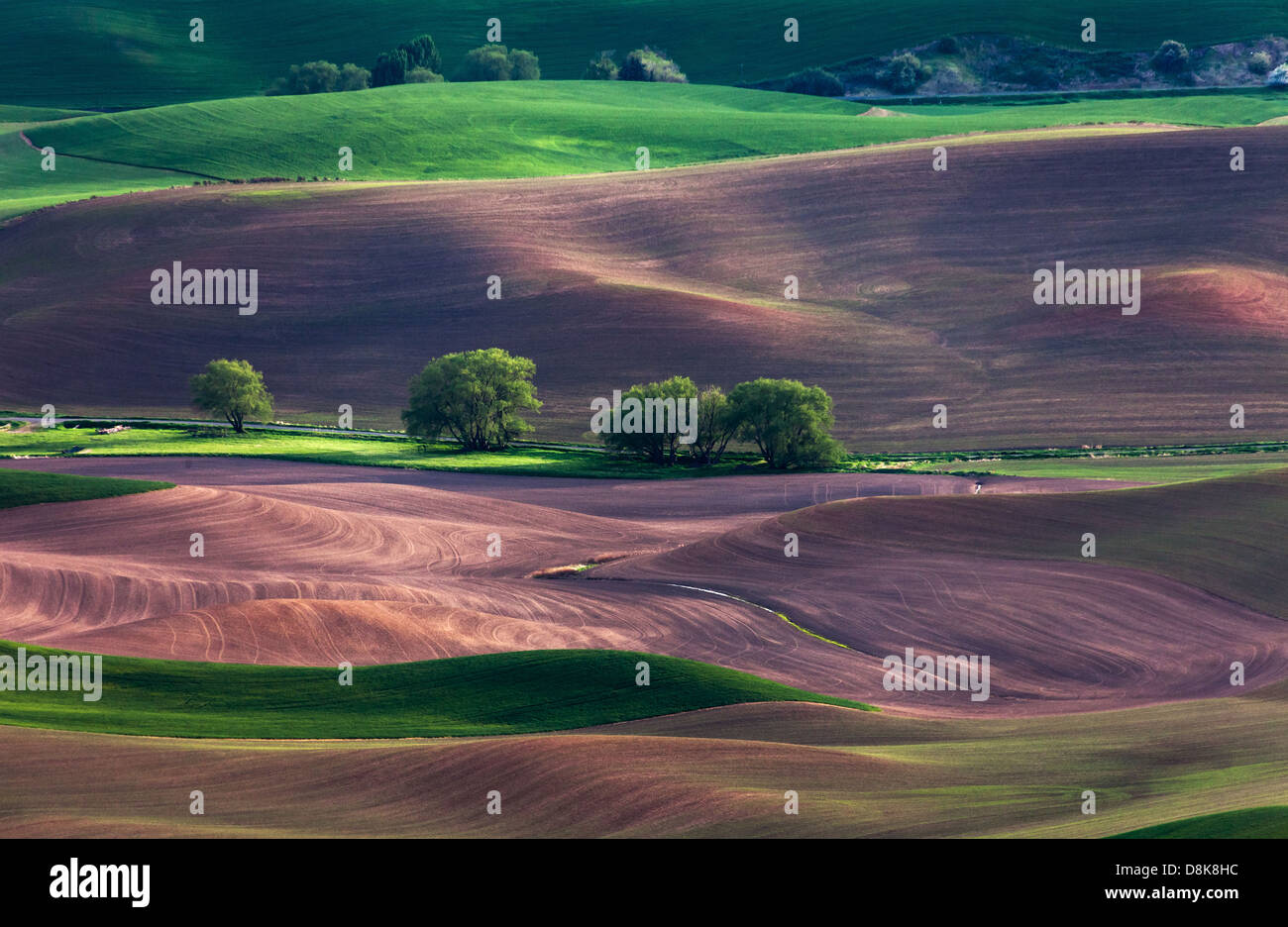 rolling hill and Farm Land, green wheat fields Stock Photo - Alamy