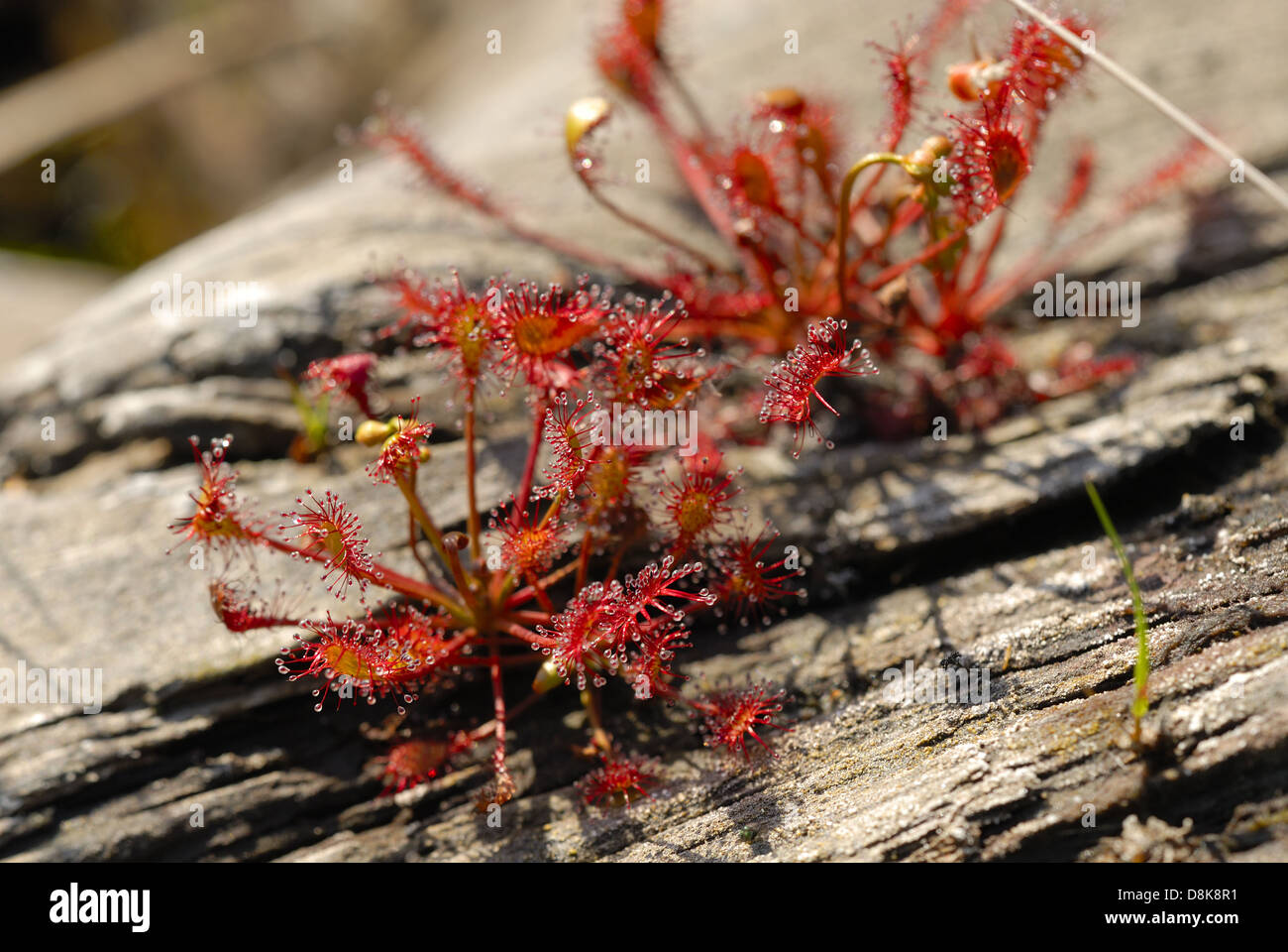 Common Sundew Stock Photo