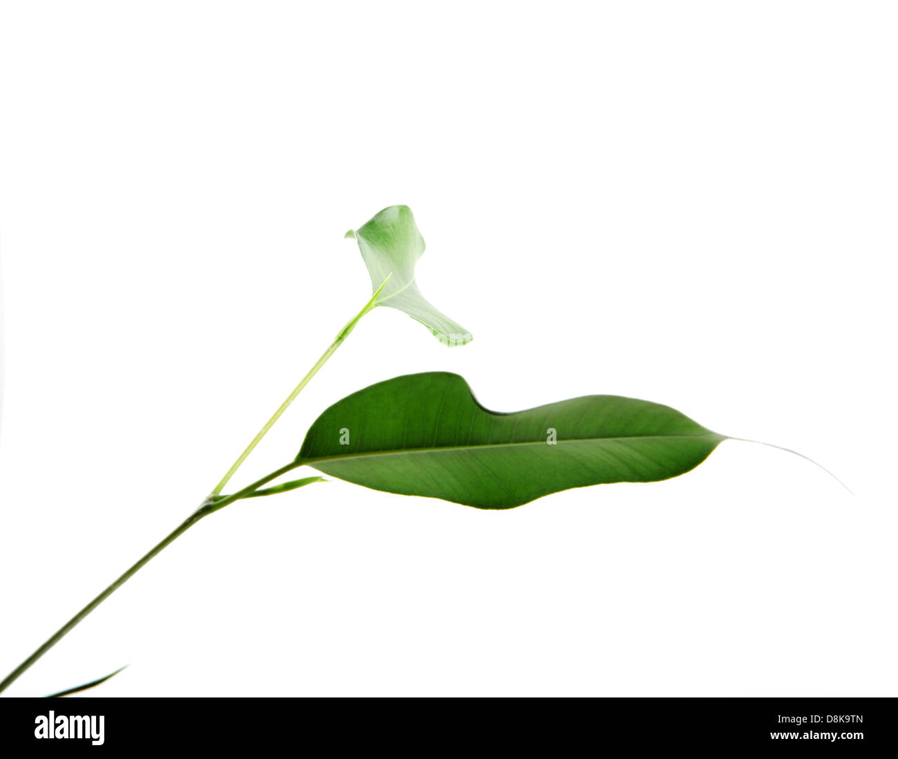 green leaves isolated on white background Stock Photo - Alamy