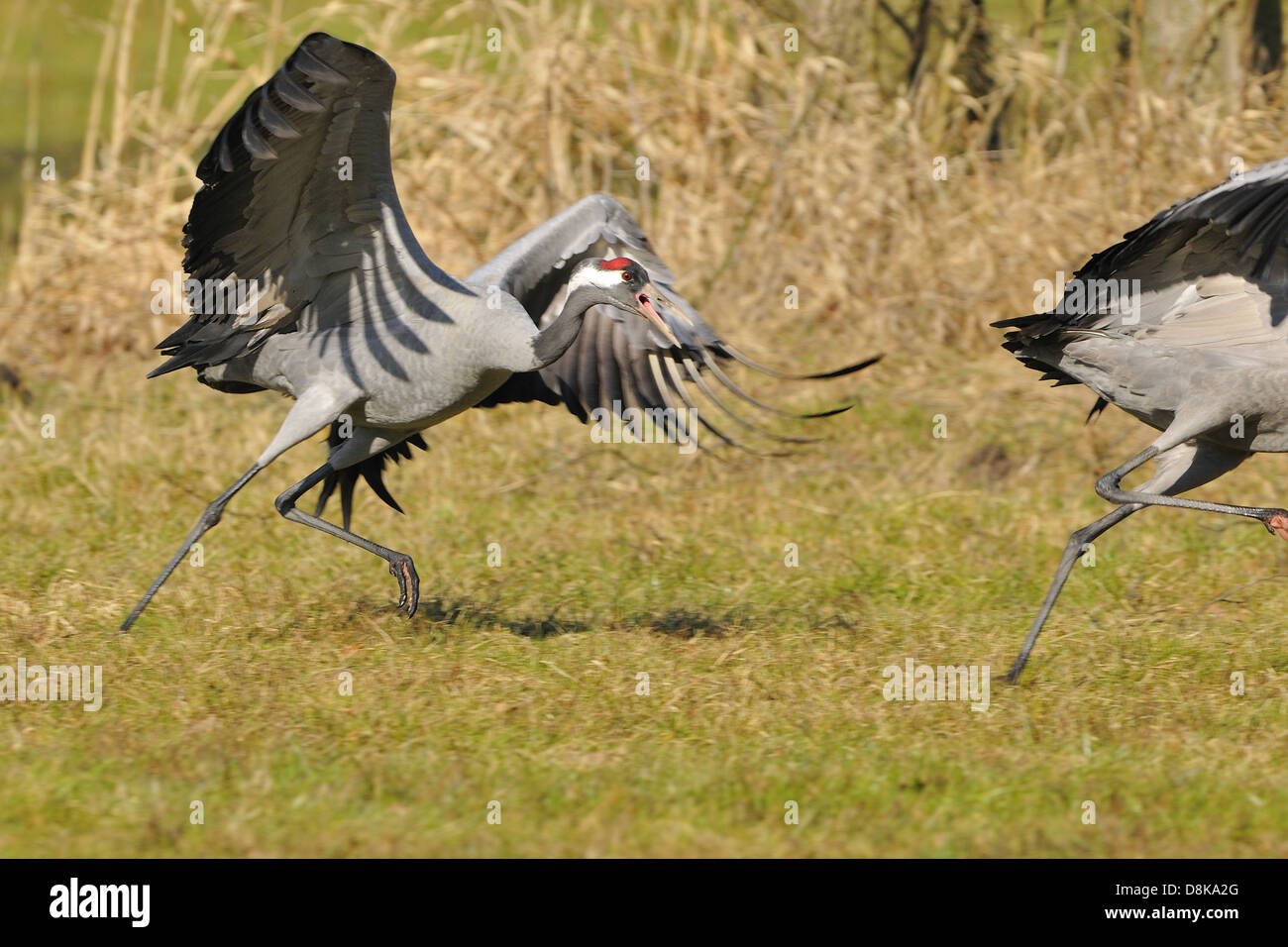 Vollstaendiger hires stock photography and images Alamy