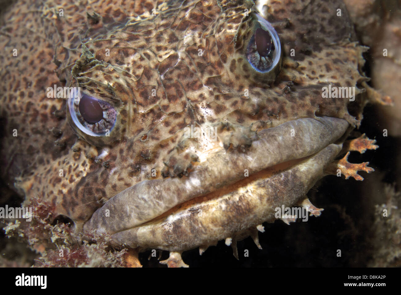 Close up of a muppet like Oyster Toadfish. Stock Photo
