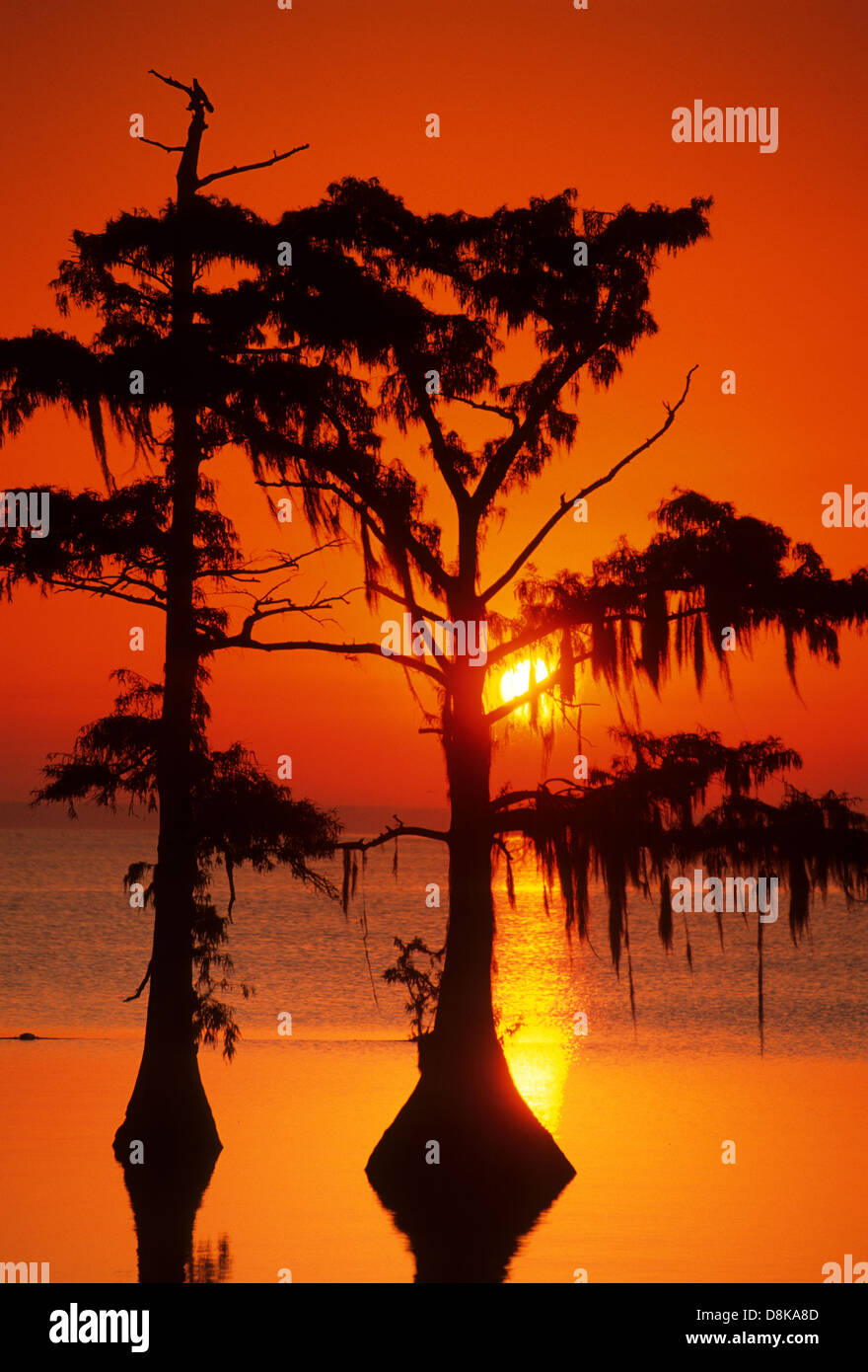 Elk2834558v Louisiana, Cajun Country, City, Lake Palourde